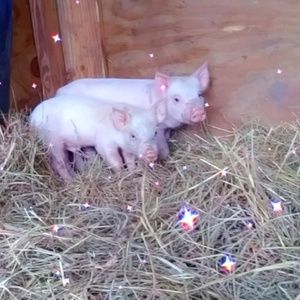 Meet your Posher, Joslyn